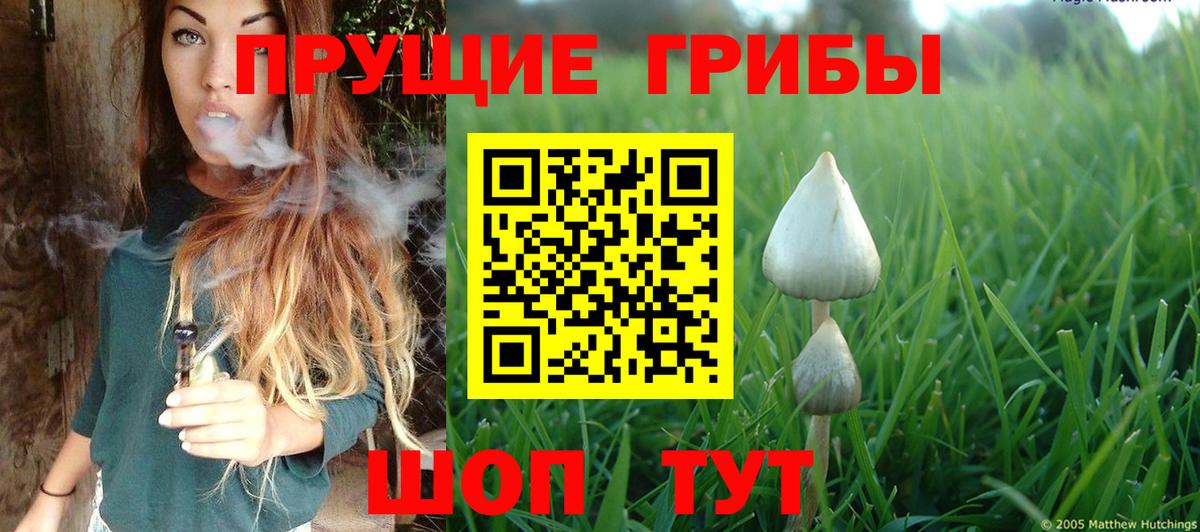 Галлюциногенные грибы Psilocybine cubensis Дербент